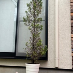 コニファー・ゴールドクレスト（ポット付き）の画像