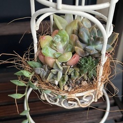 ✨すぐに飾れる♡飾り棚＆多肉植物⑤✨の画像