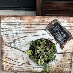 ✨すぐに飾れる♡飾り棚＆多肉植物⑤✨の画像