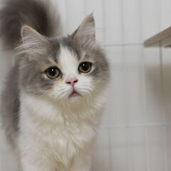 11/3(祝月) 25頭譲渡会。5ヶ月ラガマフィン♀【里親募集】