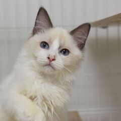 11/3(祝月) 25頭譲渡会。3ヶ月ラグドール♀【里親募集】