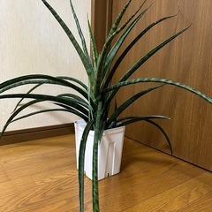 サンセベリア　サンスベリア　名称不明の画像