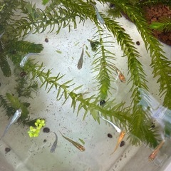 アナカリス【水草】値下げしました。の画像