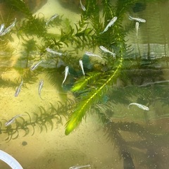 アナカリス【水草】値下げしました。の画像