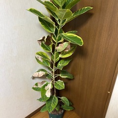 フィカス　アルテシマの画像