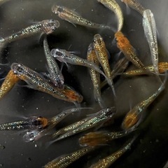秋キャンペーン！高級ラメめだか10匹2000円の画像