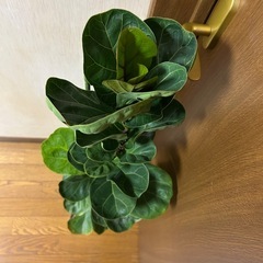 フィカス　バンビーノの画像