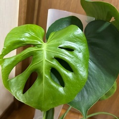 ややレア　モンステラ　ミューテーションの画像