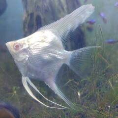 【引取希望】発送不可📽️動画あり🐡アルビノスカラレエンゼルフィッシュ　ペルー産（幼魚）【1匹】　＋　アルビノプラチナダイヤモンドエンゼルフィッシュ（幼魚）【１匹】の画像