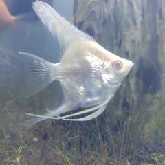【引取希望】発送不可📽️動画あり🐡アルビノスカラレエンゼルフィッシュ　ペルー産（幼魚）【1匹】　＋　アルビノプラチナダイヤモンドエンゼルフィッシュ（幼魚）【１匹】の画像