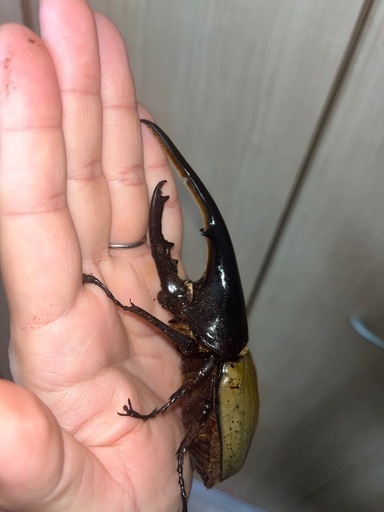 週末限定価格ヘラクレスオオカブト♂♀ペア