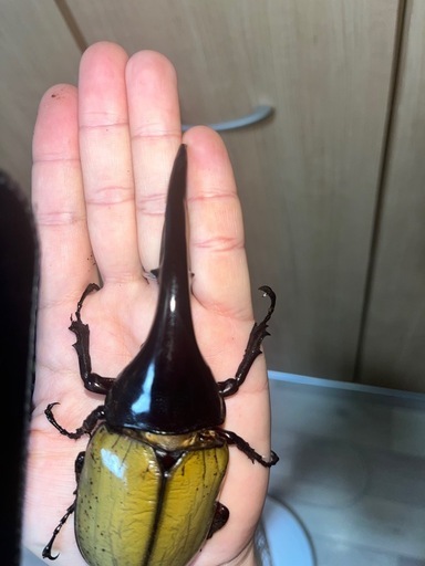 週末限定価格ヘラクレスオオカブト♂♀ペア
