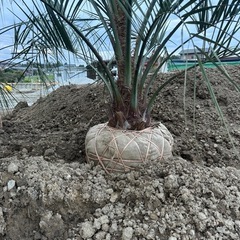 ココスヤシの画像