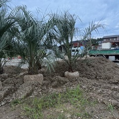 ココスヤシの画像