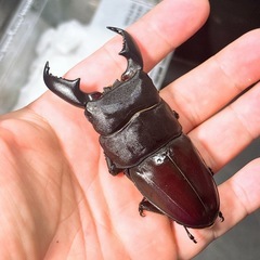 【新成虫】スマトラオオヒラタクワガタ トリオの画像
