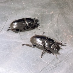 【新成虫】スマトラオオヒラタクワガタ トリオの画像