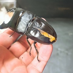 【訳あり新成虫】スマトラオオヒラタクワガタ ペアの画像