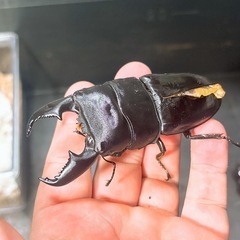【訳あり新成虫】スマトラオオヒラタクワガタ ペアの画像