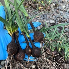 ヒガンバナの球根　赤色の画像