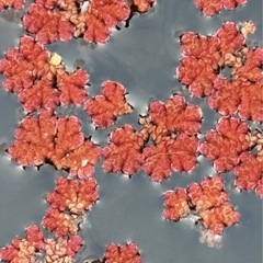 アカウキグサ【水草】の画像