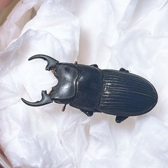 【新成虫】プラティオドンネブト ペアの画像