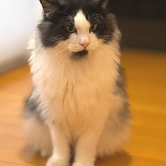 白黒長毛のサンタくん