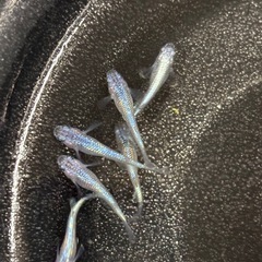 ネプチューンメダカ　10匹　⑥の画像