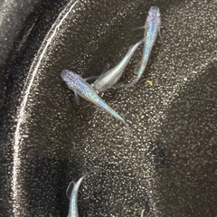ネプチューンメダカ　10匹　⑥の画像