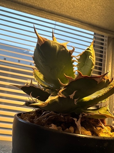 アガベ　ホワイトソーン