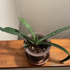 多肉植物・ガステリア・墨鉾の画像