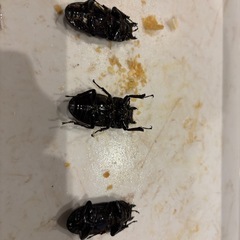 道内産　オオクワガタ　メス　3匹の画像