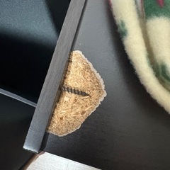 山善のカラーボックス2個セットの画像