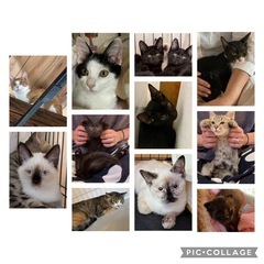 💓沢山のニャンコ達が大集合💓