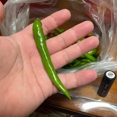ししとう/青唐辛子の画像