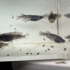 メダカ【和墨】若魚 写真の個体全て(オスメス入り)の画像