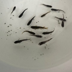 メダカ【和墨】若魚 写真の個体全て(オスメス入り)の画像