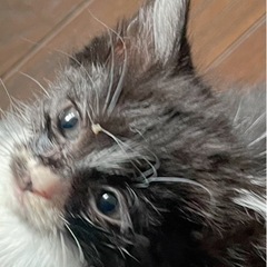 子猫ちゃんの里親募集！！
