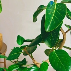 観葉植物フィカスベンガレンシス大株曲がり幹の画像