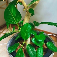 観葉植物フィカスベンガレンシス大株曲がり幹の画像