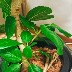 観葉植物フィカスベンガレンシス大株曲がり幹の画像