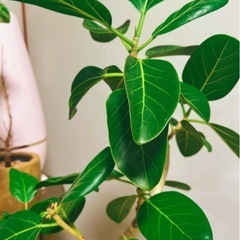 観葉植物フィカスベンガレンシス大株曲がり幹の画像