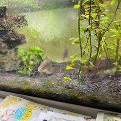 アクアリウム 生体 消耗品等の画像