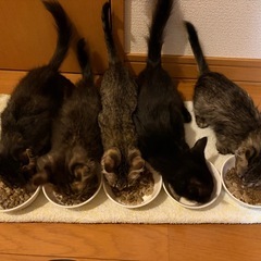 【お家が決まりました】フワフワ長毛キジトラ子猫　里親様募集　　　...