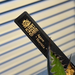 アガベ　ホリダ　中株の画像