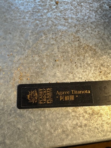 アガベ　阿修羅　大株