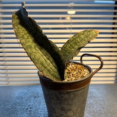 サンスベリアの画像