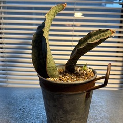 サンスベリアの画像