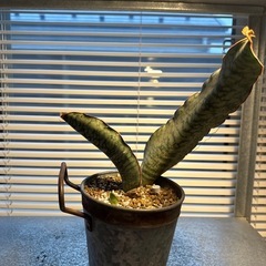 サンスベリアの画像