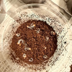 さしあげます　コクワガタ幼虫　の画像