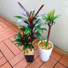 商談中/観葉植物いろいろ（100円～）| フィロデンドロン、モンステラ、エピプレムヌム類の画像